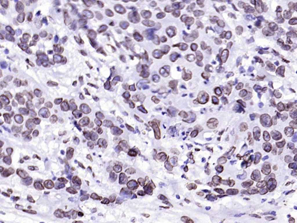 核纤层蛋白A抗体-bsm-34042M